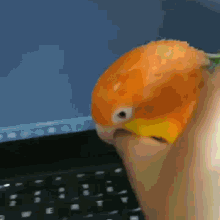 Kelecsényi Bálint Tibor gif