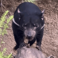 Pelikán Panna Lilla gif